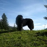 Bed & Breakfast Enzian Saalbach-Hinterglemm