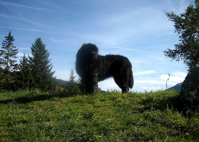 Bed & Breakfast Enzian Saalbach-Hinterglemm
