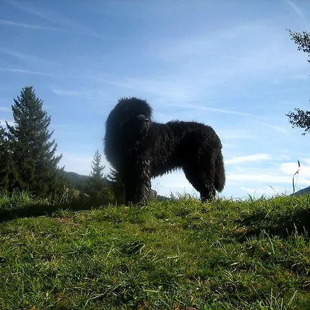 לינה וארוחת בוקר Enzian זאלבך הינטרגלם